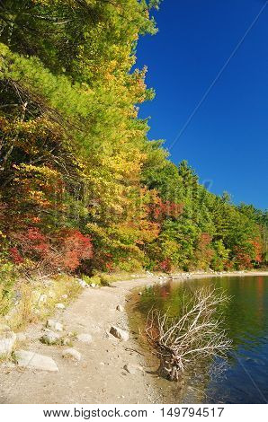 The Walden Woods and pond near Concord, MA