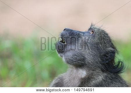 Head shot of a Baboon at Waterberg Namibia