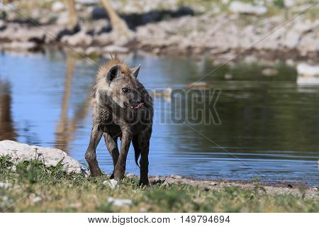 Hyena walks from a weterhole at The Etosha National Park Namibia