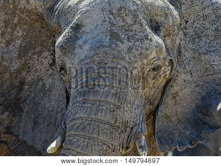 Head shot of a African Elephant at The Etosha National park Namibia