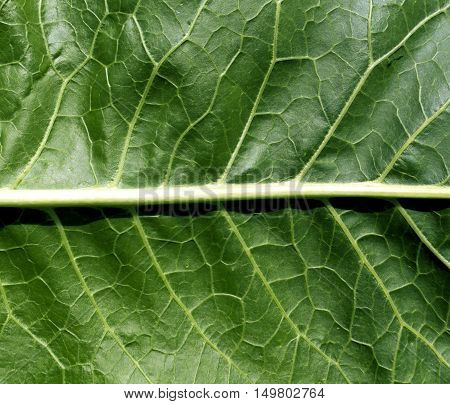 Green Leaf Texture.