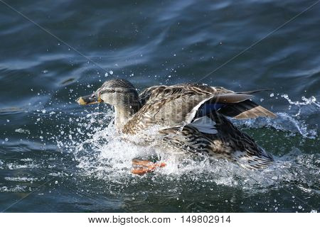 nature, animals, birds, wildlife, ducks, waterfowl, Mallard, Drake, duck