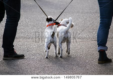 two small jack russel terrier dogs on the walk from behind between their owners on the street crossing playfully her leashes