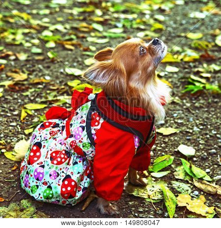 chihuahua dog in femile outdoor dress with ornament on the autumn fall background