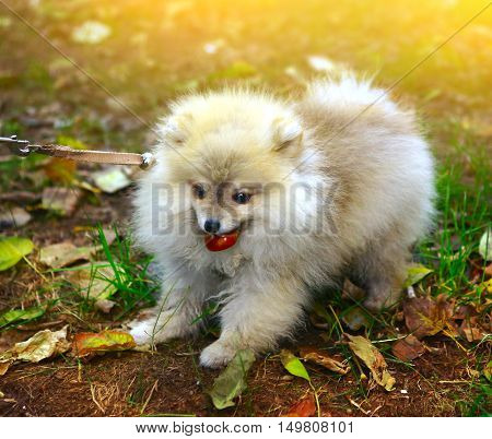 little dwarf spitz puppy cose up photo on the green grass sunny background