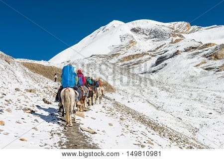 Group of people riding ponies across mountain pass. Thorong La in Nepal.