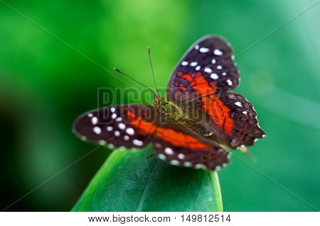 Portrait of scarlet peacock butterfly on the leaf.
