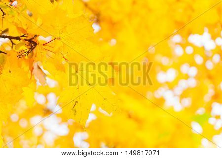 Vibrant yellow maple fall tree foliage background