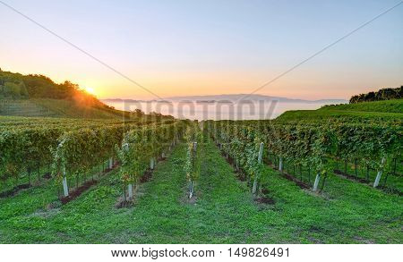 Beautiful vineyard landscape in early autumn morning Slovenia