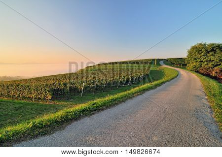 Beautiful vineyard landscape in early autumn morning Slovenia