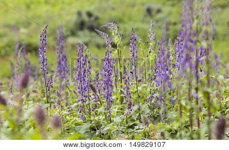 Closeup on Nordic wolfs-bane on a meadow. Common flower in the Nordic mountains. Aconitum lycoctonum