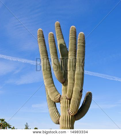 กระบองเพชร saguaro