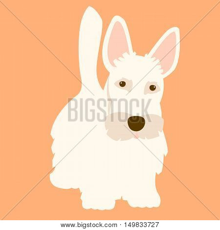 Scottish Terrier dog adult vector illustration flat