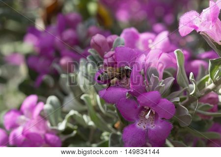 Pollen covered honeybee gathering from a purple sage flower