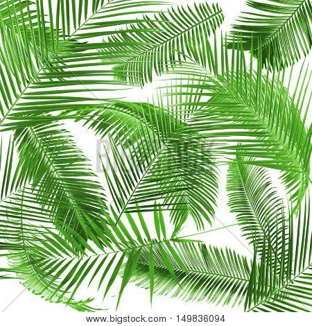 Green leaves of palm tree (Howea) on white background