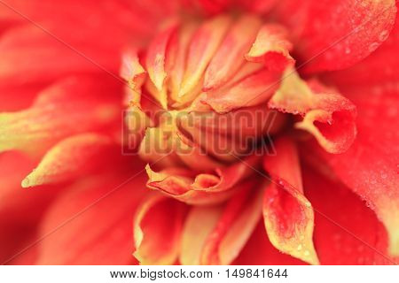 Macro of a red dahlia - cultivar Autumn sunburst
