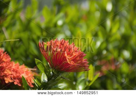 red spike flower. Ixora Rubiaceae stricta flora in Thailand.