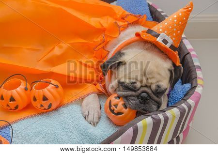 Cute pug dog with costume of happy halloween day sleep rest lay down on bed with plastic pumpkin Jack O'Lantern
