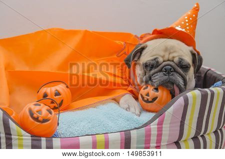 Cute pug dog with costume of happy halloween day sleep rest lay down on bed with plastic pumpkin Jack O'Lantern