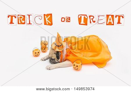 Cute Pug Dog sleep rest and tongue sticking out with Happy Halloween day and pumpkin concept