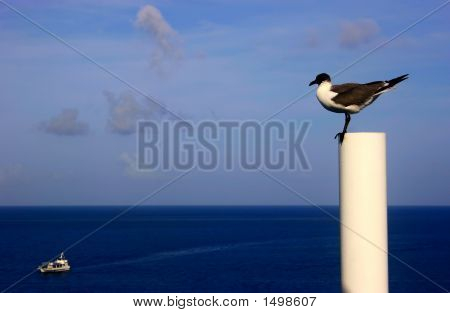หัวเราะ Gull และเรือ