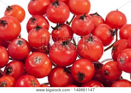 Red fruits of rowan berry isolated on white background.