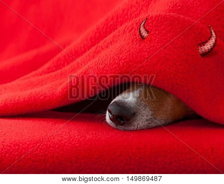 Devil Dog Sleeping  For Halloween