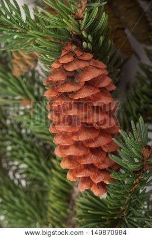 pine cone on the branch fir close-up.