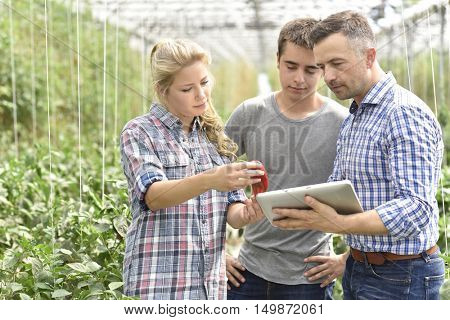 Young people attending apprenticeship in greenhouse