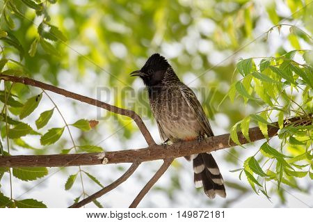 A very close shot of a Red-vented bulbul in a garden in Bahrain