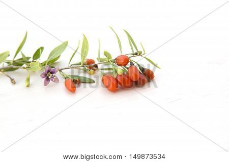 branch with fresh red healthy goji berries