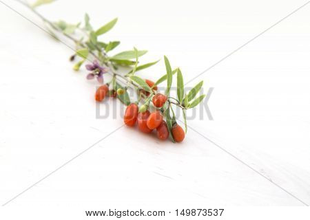 branch with fresh red healthy goji berries