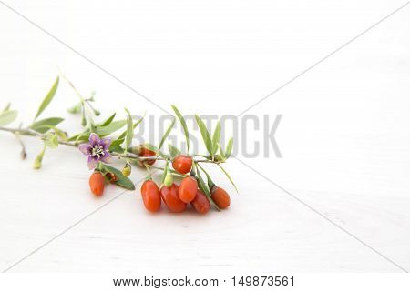 branch with fresh ripe red goji berries