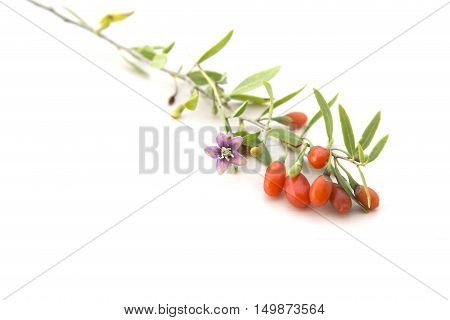 branch with red fresh healthy goji berries