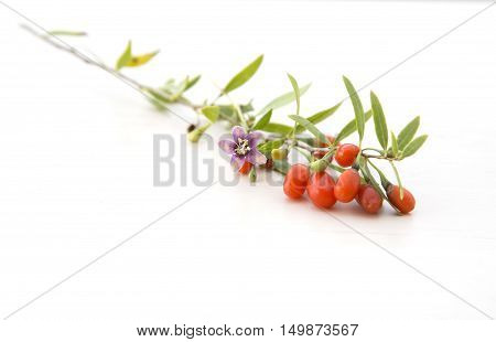branch with red fresh healthy goji berries