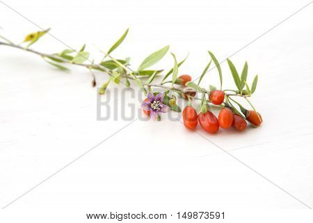 Branch with red ripe fresh goji berries