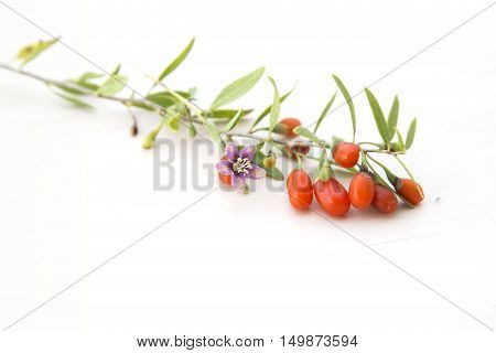Branch with red ripe fresh goji berries