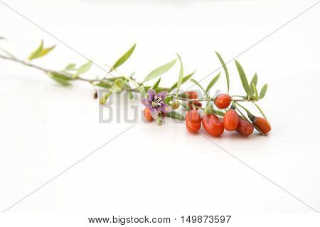 Branch with red ripe fresh goji berries