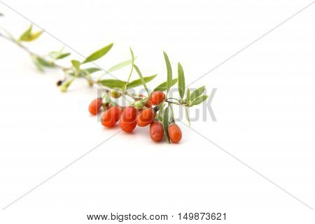 Branch with red ride fresh goji berries