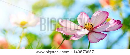Closeup of white cosmos flower . Selective focus at the flower.Macro Shot of white Cosmos flower.