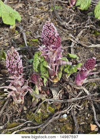 Butterbur 꽃