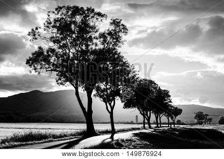 Beautiful Sunset Through The Trees, Empty Way In The Fields Of Alsace, Frabce