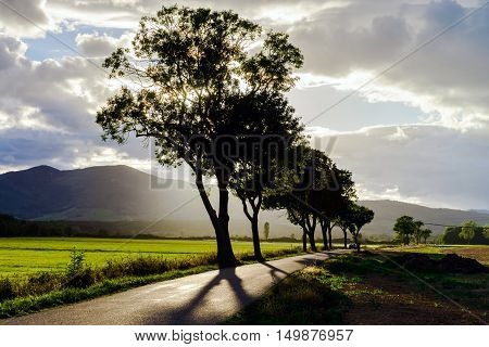 Beautiful Sunset Through The Trees, Empty Way In The Fields Of Alsace, Frabce