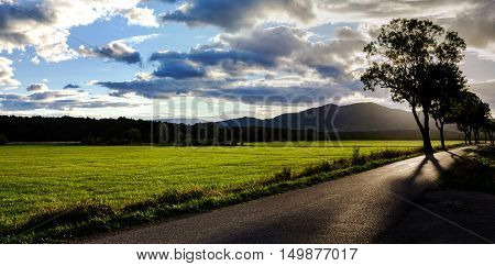 Beautiful Sunset Through The Trees, Empty Way In The Fields Of Alsace, Frabce