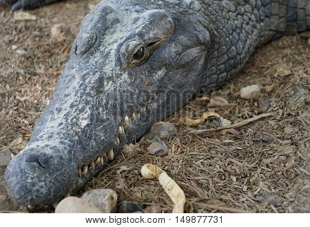 Nile crocodile (crocodylus niloticus) resting in a hot day