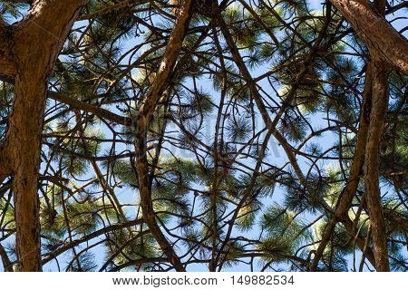 Scots pine (Pinus sylvestris) canopy branches from below. Looking up at branching coniferous tree with needles and cones in front of blue sky