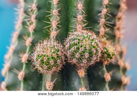 Small cactus sprouts. Sprouts growing up on the cactus