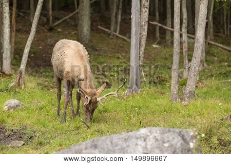 Large red deer in a forest in fall