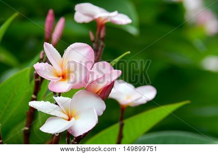 Plumeria Pink Mountain beautiful drops water fog drizzle rain wet.