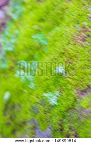 Blur Image Green Mos On Dirty Concrete, Green Mos Background, Stone With Green Mos,